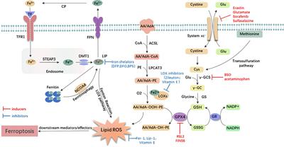 Ferroptosis in Acute Central Nervous System Injuries: The Future Direction?